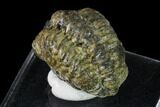 Bargain, Geesops Trilobite - Vireux-Molhain, France #137474-5